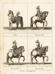 Esercizio del cavallo