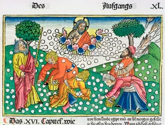 Esodo 16:13-22: Dio fornisce quaglie e manna agli Israeliti