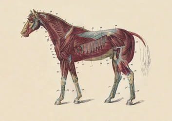 Muscoli e tendini esterni del corpo del cavallo, c1879