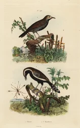 Mosca delle fate, Mymar pulchellum 1, formichiere meridionale, Formicivora grisea 2 e formichiere dalla gola nera, Myrmophylax atrothorax melanura 3