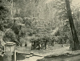 Fern Tree Bower e Track, Mount Wellington