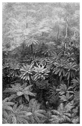 Fern Tree Gully, Australia, 1886