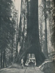 Esemplare fine del più grande organismo mai vissuto, c1935