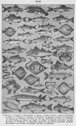 Pesce, 1907