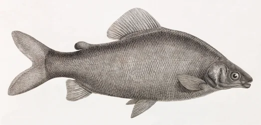Pesci: Il Characin Nefasch