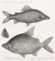 Pesci: Il Characin Nefasch & Il Serrasalme Citharine