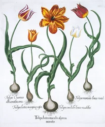 Cinque tulipani, 1613