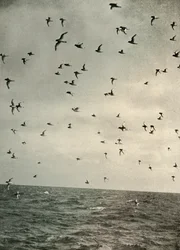 Volo di petrelli antartici