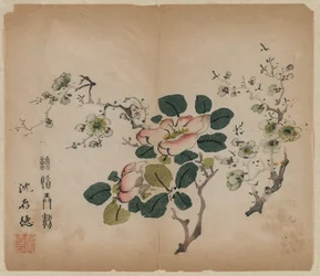 Prunus in fiore