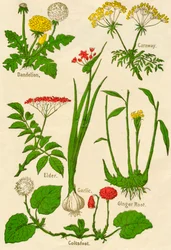 Fiori: Tarassaco, Carvi, Sambuco, Aglio, Farfara, Radice di Zenzero