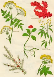 Fiori: Cicuta, Muschio d