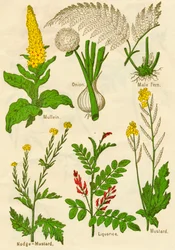 Fiori: Verbasco, Cipolla, Felce maschio, Senape, Liquirizia, Senape, c1940
