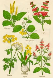 Fiori: Piantaggine, Salsapariglia, Salvia, Prezzemolo, Scilla, Menta piperita