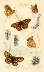 Farfalle fritillarie, XIX secolo