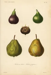 Frutta a semi e bacche