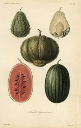 Frutti, fruits legumieres