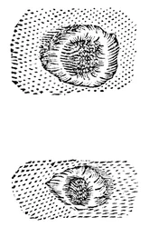 Disegno di Galileo dei crateri lunari