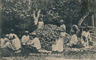 Raccolta di cacao, Trinidad, B.W.I., inizio XX secolo