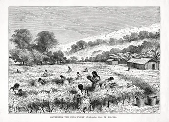 Raccolta della pianta di coca Erythroxylum coca in Bolivia, 1877