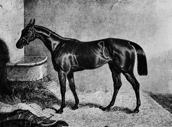 Ghuznee, XIX secolo, 1911