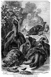 Tartarughe giganti delle Isole Galapagos osservate da Darwin, 1894