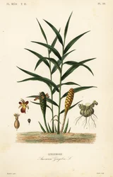 Zenzero o radice di zenzero, Zingiber officinale, Amomum zingiber, Gingembre