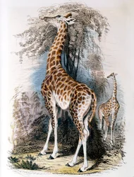 Giraffa che bruca un albero