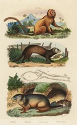 Tamarino leone dorato, Leontopithecus rosalia, in pericolo, marmotta alpina, Marmota marmota e tana, e furetto o puzzola, Mustela putorius