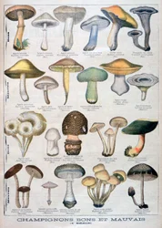 Funghi buoni e cattivi, 1896