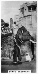 Elefante governativo in costume di stato, India del Sud, c1925