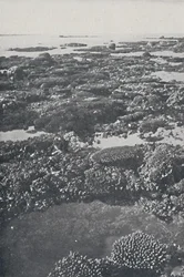La Grande Barriera Corallina