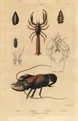 Grande cavalletta verde, foraminifero, aragosta di fango scorpione, gambero di fiume e testa di gambero americano