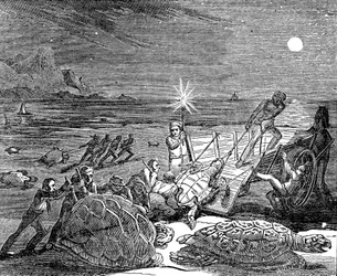 Tartarughe verdi e tartarughe caretta catturate sulla costa di Cuba, 1832