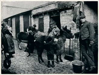 Toelettatura degli asini dei coster, Londra, c1903