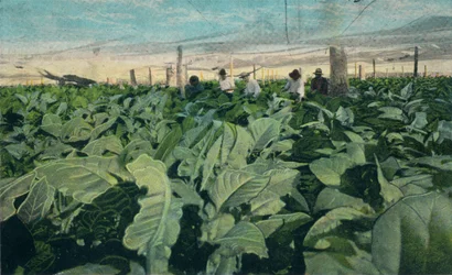 Coltivazione del tabacco, Cuba, 1909