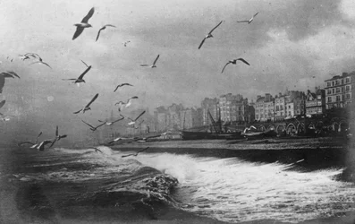 Gabbiani a Brighton, East Sussex, inizio XX secolo