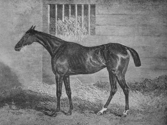 Gulnare, XIX secolo, 1911