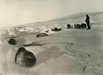 Trasporto di carne di foca per i quartieri invernali, c1908