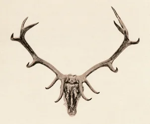 Testa di un cervo, XVI secolo, 1904