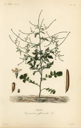 Senape selvatica, Sisymbrium officinale