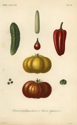 Erbe e verdure
