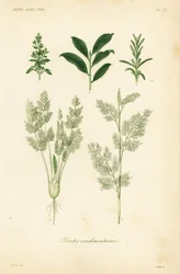 Erbe aromatiche