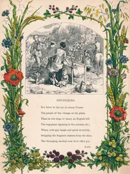Raccolta del luppolo, c1900
