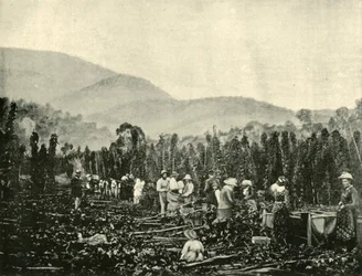 Raccolta del Luppolo in Tasmania