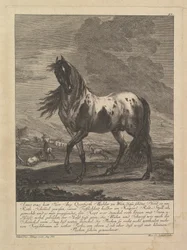 Cavallo, XVIII secolo