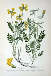 Vetturino, 1893