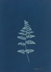 Hothocleana, c. 1850