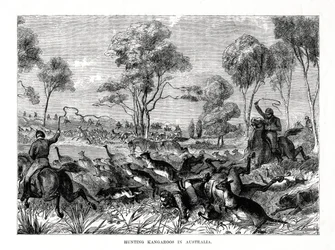 Caccia ai canguri, Australia, 1877