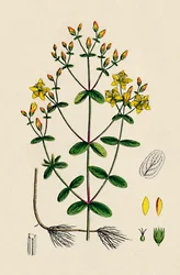 Hypericum Boeticum. Erba di San Giovanni a Foglie Ondulate, 19° secolo