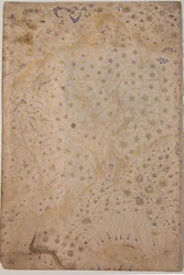 Foglia Illuminata